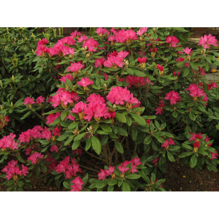 Рододендрон гибридный Хелликки C5 