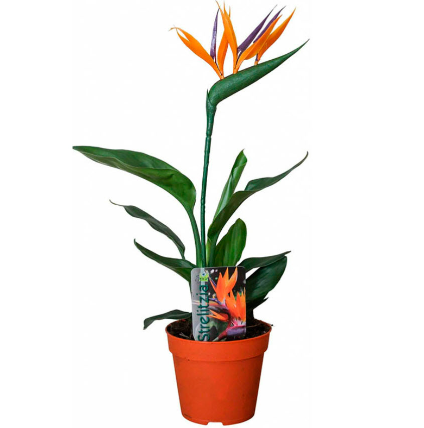 Стрелиция Реджина d12 h40 