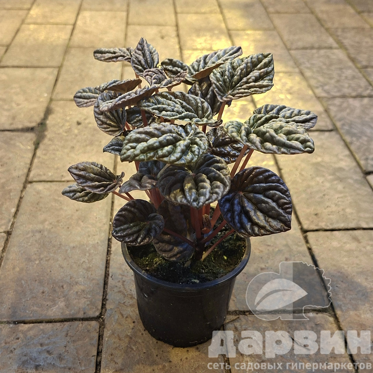 Пеперомия Шуми Ред д11 тим (2) marked