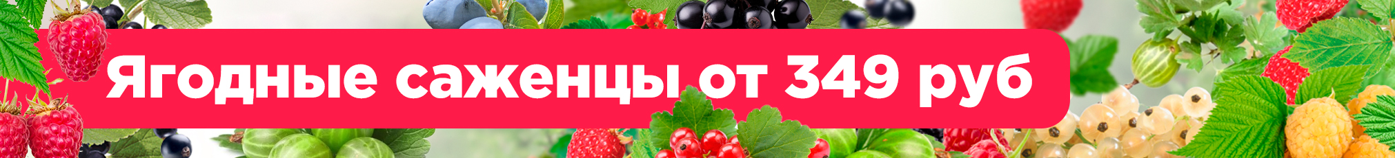 Ягодные саженцы