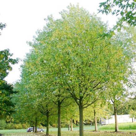 Клен серебристый h100-125 Tim-Sav 