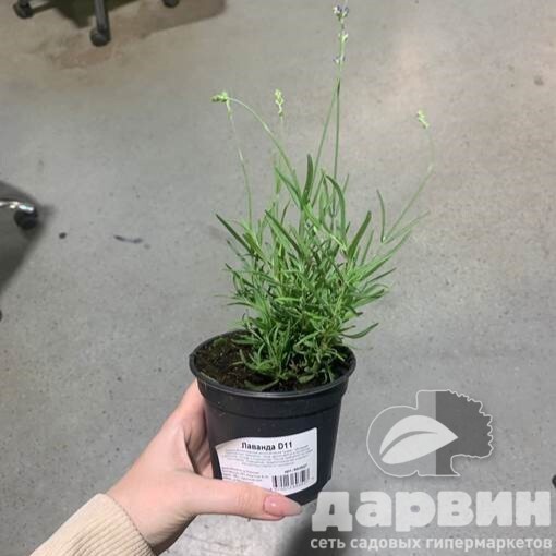 Лаванда в асс. d11 bix 