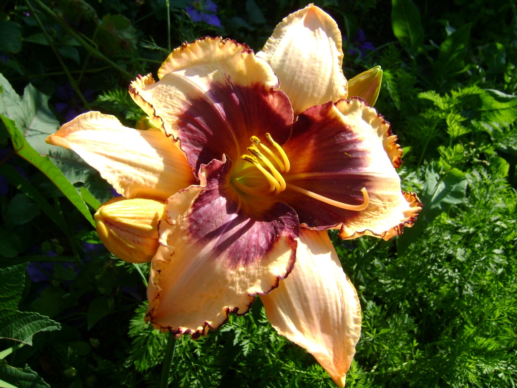 Многолетник (ценовая категория 299руб) SW 