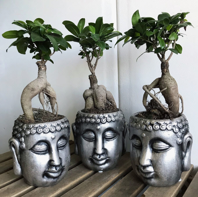 Фикус микрокарпа Гинсенг в кашпо d14 h35 