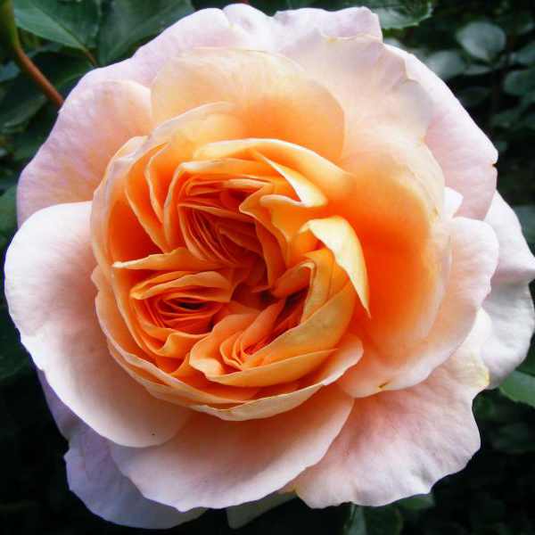 Роза флорибунда Зонгерхаузен Юбилеум Розе v5 Dem 