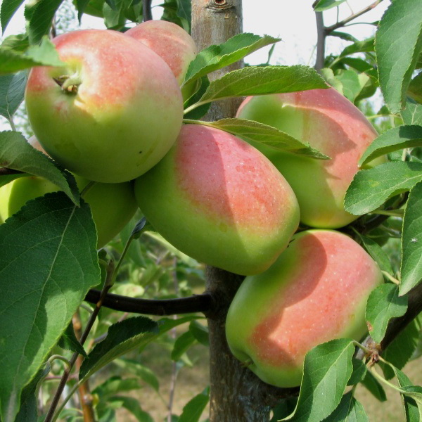 Яблоня Кандиль орловский v7/10 120-140 Tim 