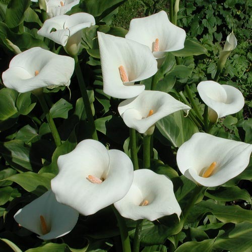 Калла в ассортименте v3 Цм 