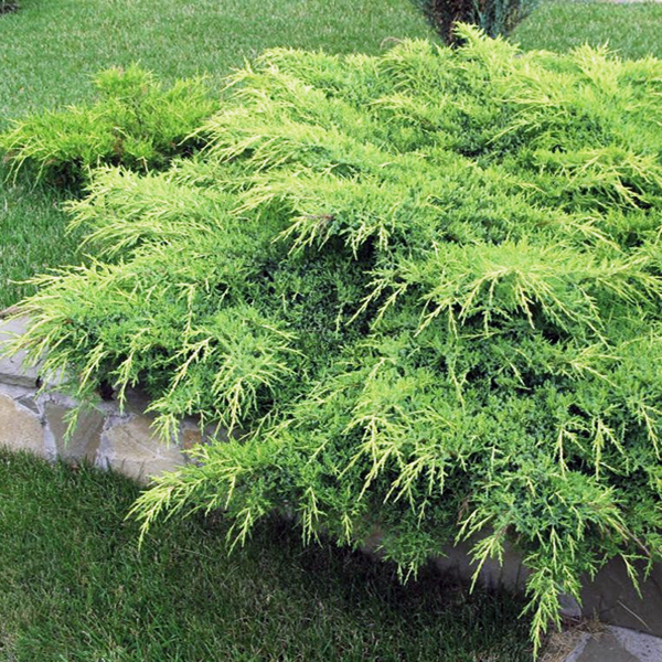 Можжевельник средний Пфитсериана Аурея v3-5 Tim по цене  Можжевельник средний Пфитсериана Аурея v3-5 Tim