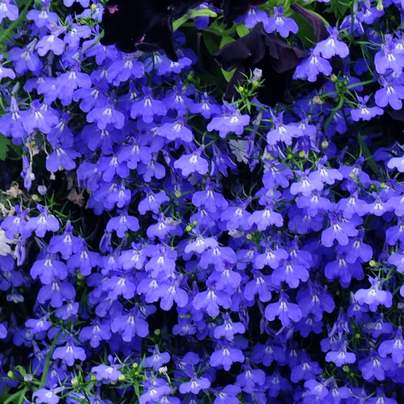 Лобелия ампельная Регатта Марине синяя D23 ПВ 