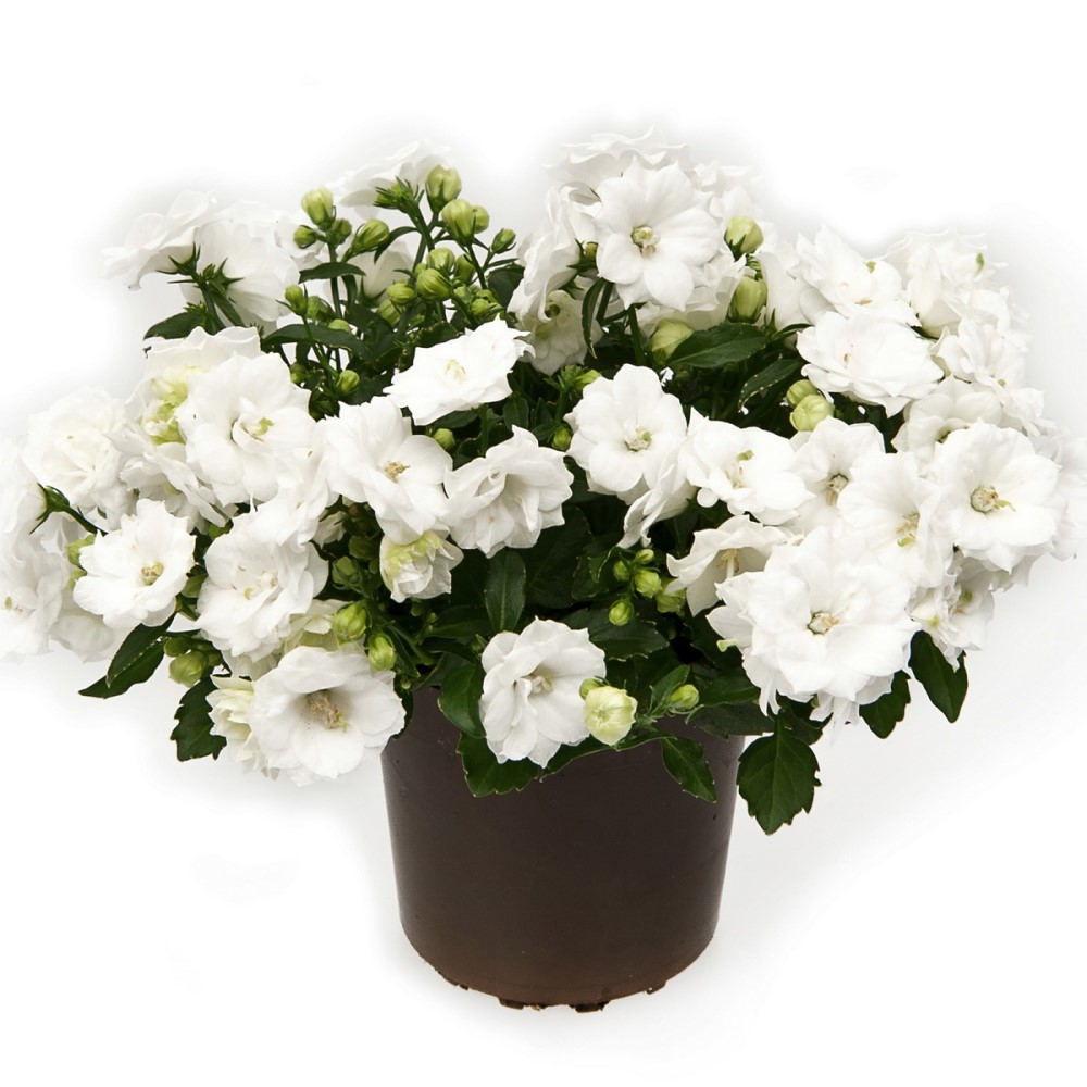 Белый Цветок Комнатный