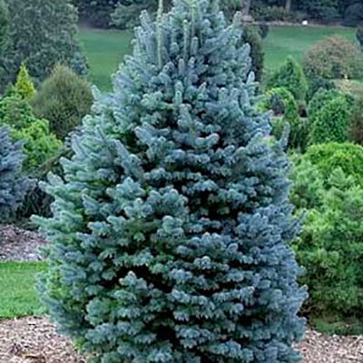 Растение пихта аризонская Глаука компакта с2-3 2-летка Yos 