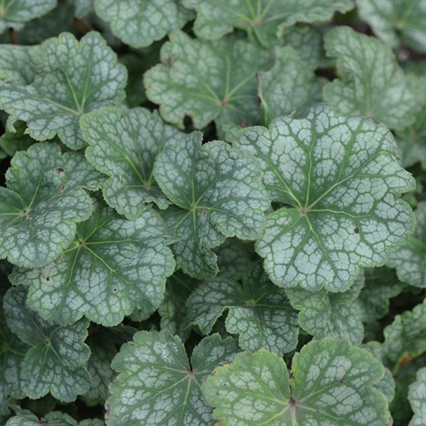 Гейхера Дэйлес Страин v2 Tim 