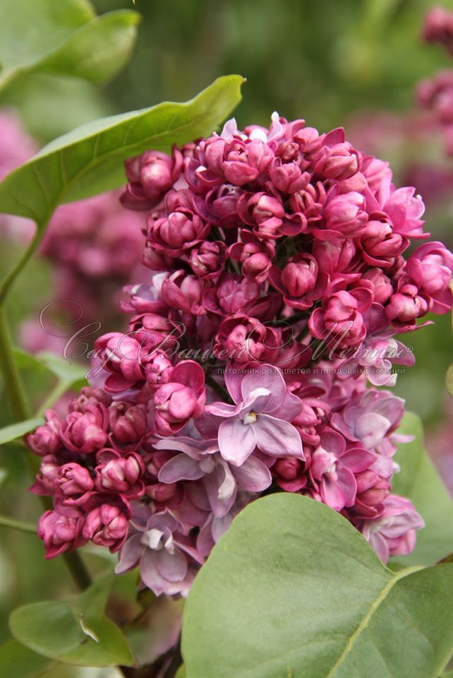 Сирень обыкновенная Валентина Гризодубова v2 Lav 