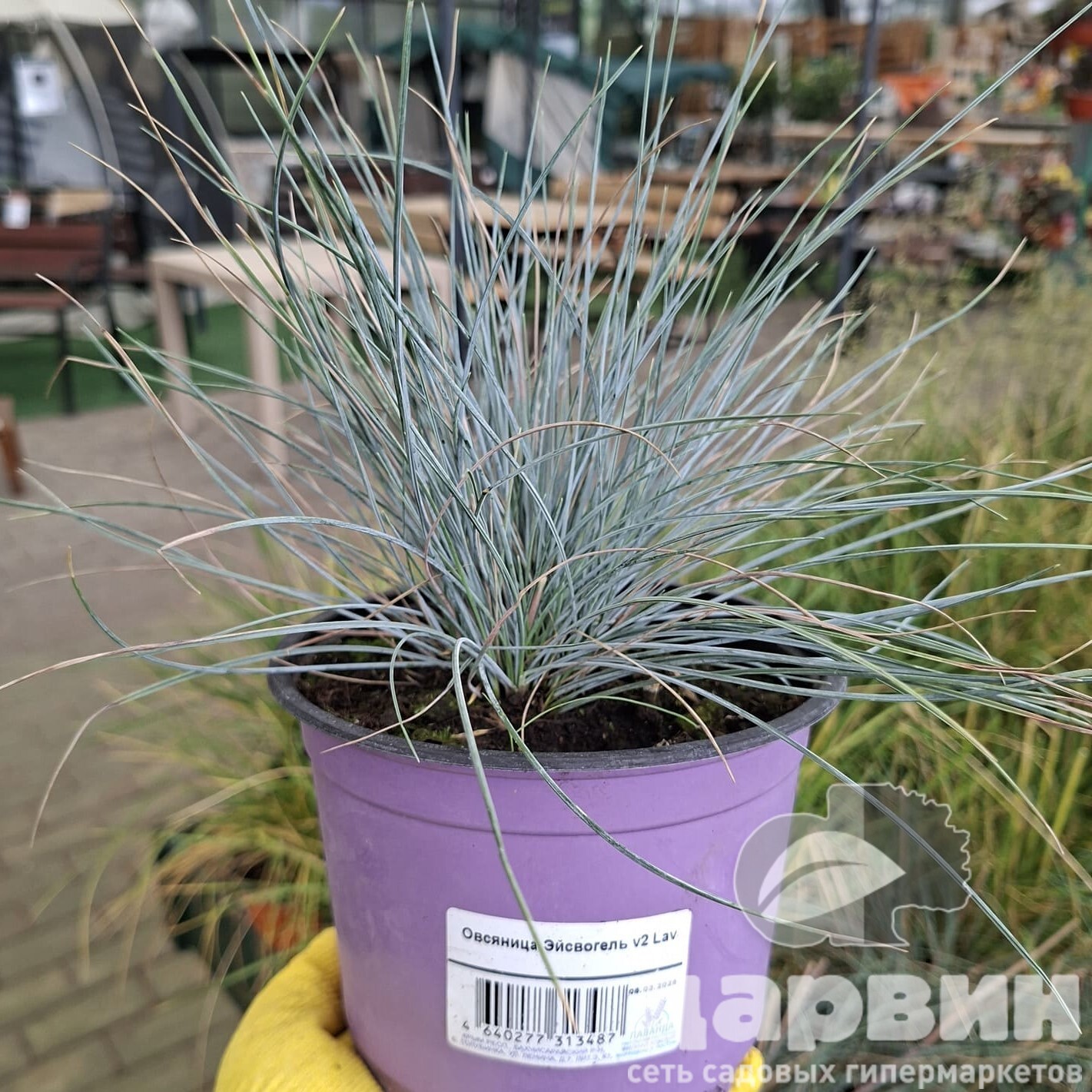 Овсяница Эйсвогель v2 Lav 