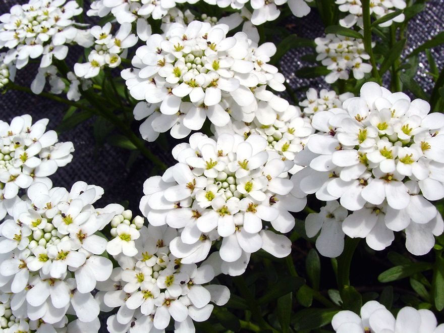 Иберис v3 Push 