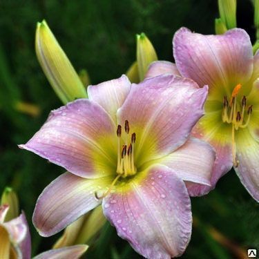 Лилейник Кэмпфайер Вудбери v2 Tim 