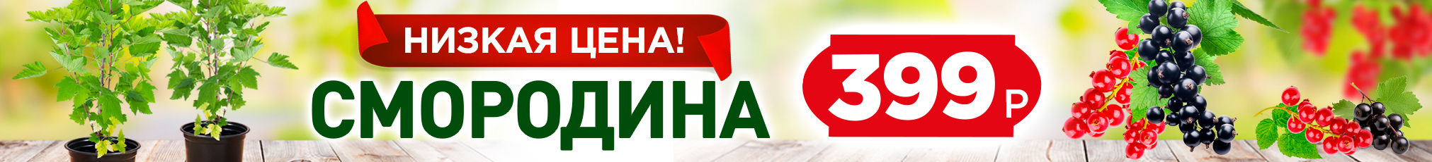 Смородина от 399 руб