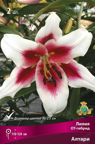 Луковица Лилия ОТ-гибрид Алтари 2шт Поиск 