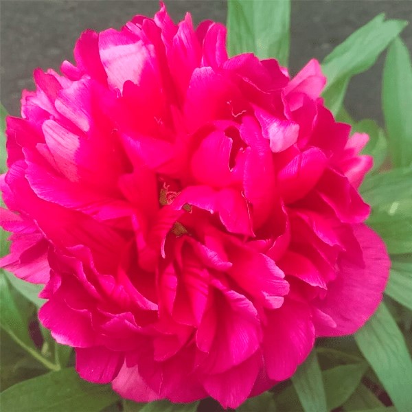 Корневище Пион молочноцветковый Августин д'Ур 1 шт Поиск 