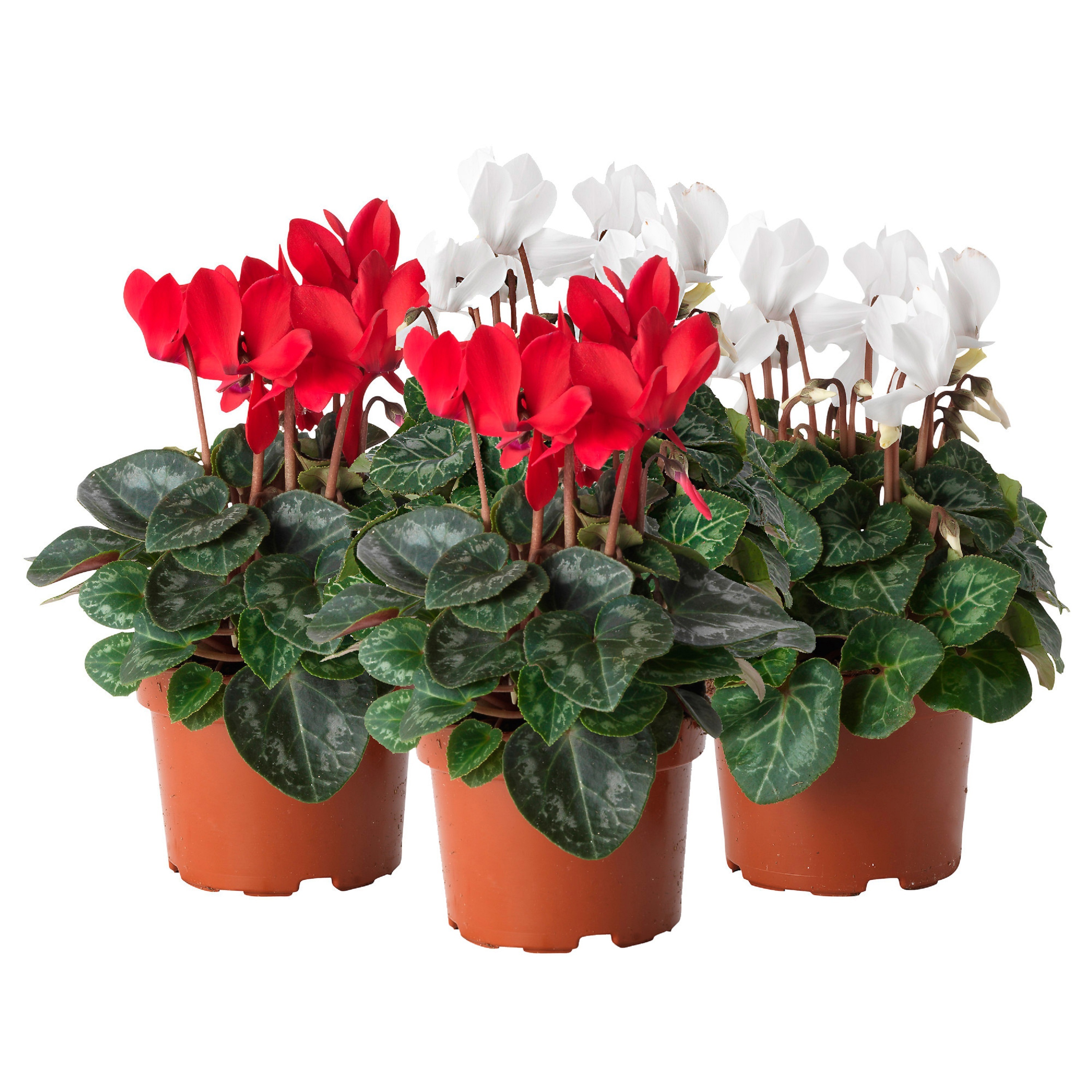 Цикламен d12 ХР 