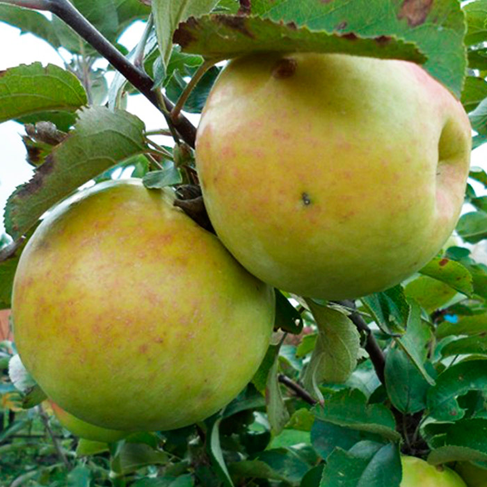 Яблоня колон Янтарное ожерелье v 5-10 