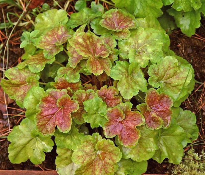 Гейхера Миракл v2 Tim 