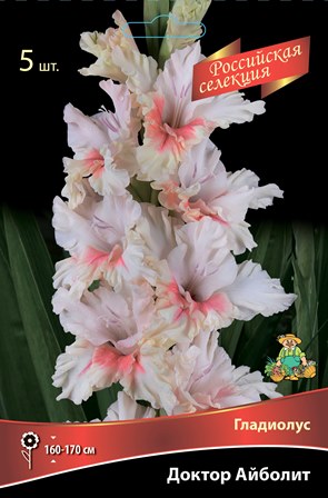 Луковица Гладиолус крупноцветковой Доктро Айболит12/14 3 шт Поиск 