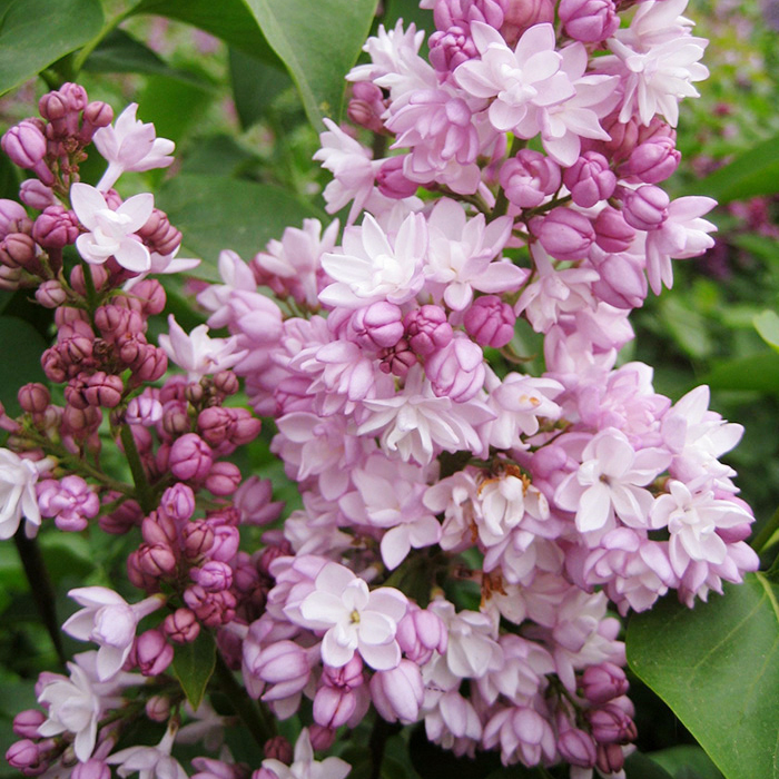 Сирень Фантазия v2 Lav 