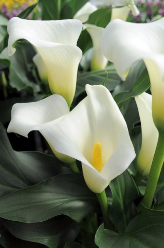 Клубень Калла Элегант Свон 14/16 1шт Поиск 