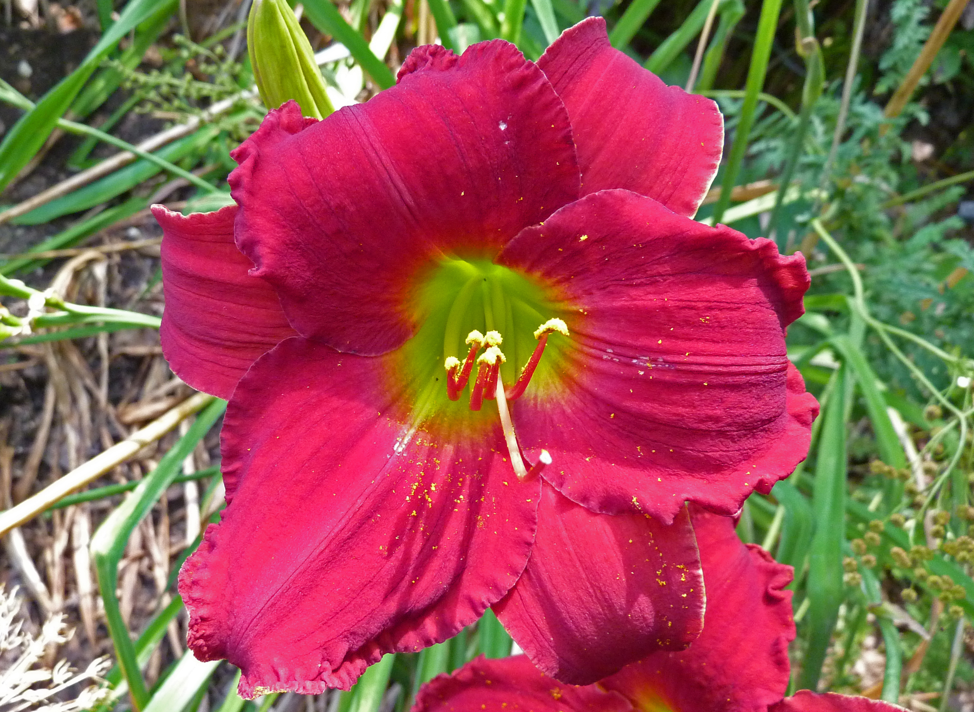 Лилейник Инди рапсоди, Tim 