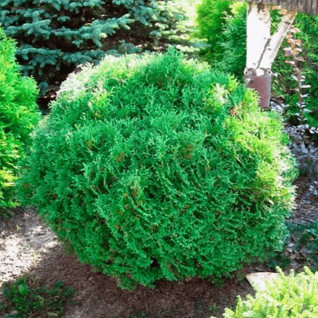 Туя западная Хозери C5 30-40 Bor 