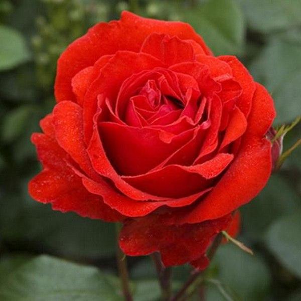 Роза флорибунда Флоресцент, c5 Tim 