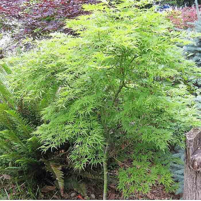 Клен японский Сейрю v2 Lav 