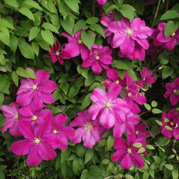 Клематис Сансет С2 CL 