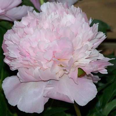 Пион молочноцветковый Алерти 2-3 1шт Поиск 