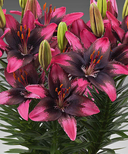 Лилия азиатская Санто Доминго d15 Tim 