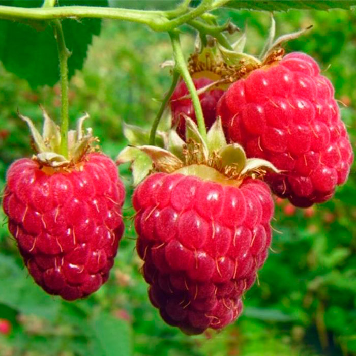 Малина ремонтантная Отем Блисс, красная в коробке Tim 