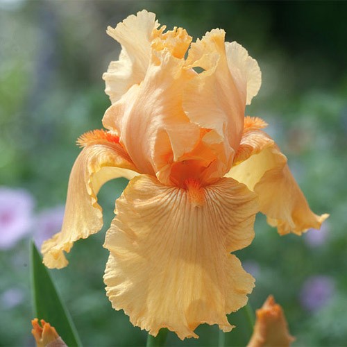 Ирис Скайфайер v2-3 Tim 