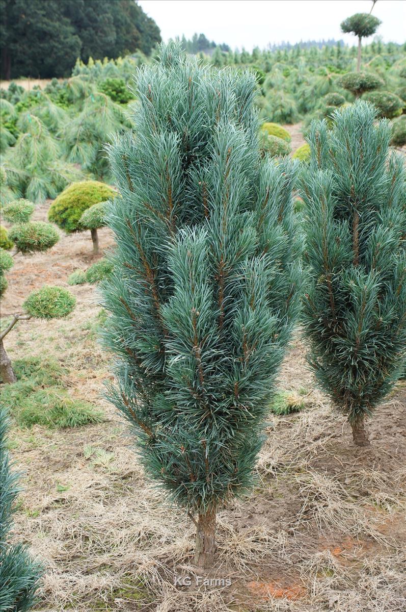 Сосна обыкновенная Фастигиата v25 Lav 