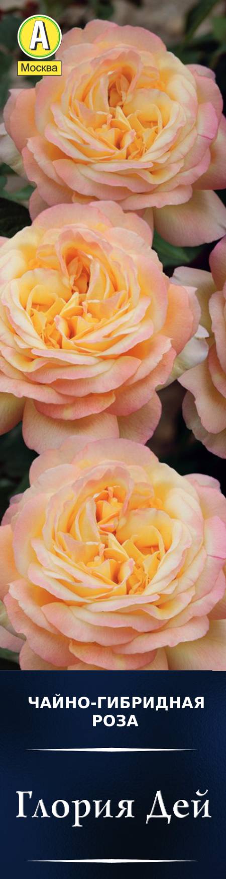 Роза чайно-гибридная Глория Дей в коробке Аэлита 
