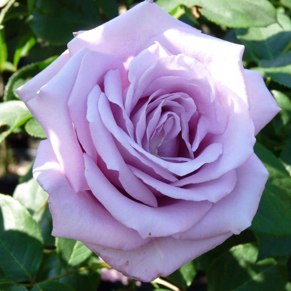 Роза чайно-гибридная Майнзер Фастнахт в коробке ZP 