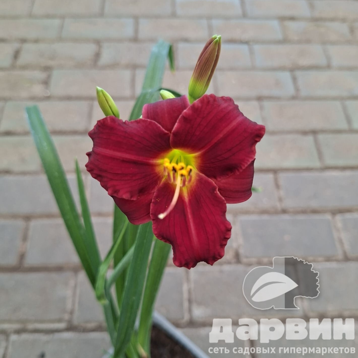 Лилейник Пардон Ми v2 Tim 