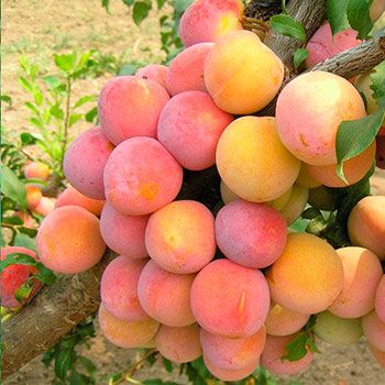 Слива Скороплодная ранн v7,5 120-140 ЦО 