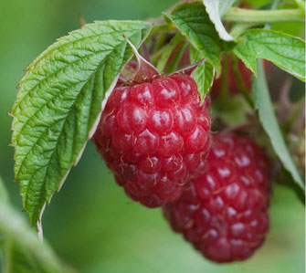 Малина ремонтантная Жаклин красная v1 Tim по цене  Малина ремонтантная Жаклин красная v1 Tim