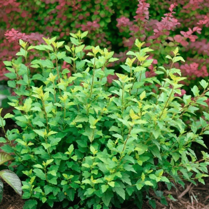 Пузыреплодник калинолистный Литтл Грини v2 Tim 