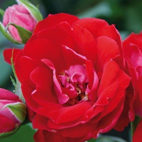 Роза миниатюрная Менди с5, Tim 