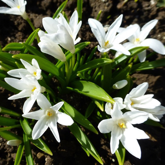 Корневище НВМ Хионодокса Люцилиан 5/7 белый 20шт 