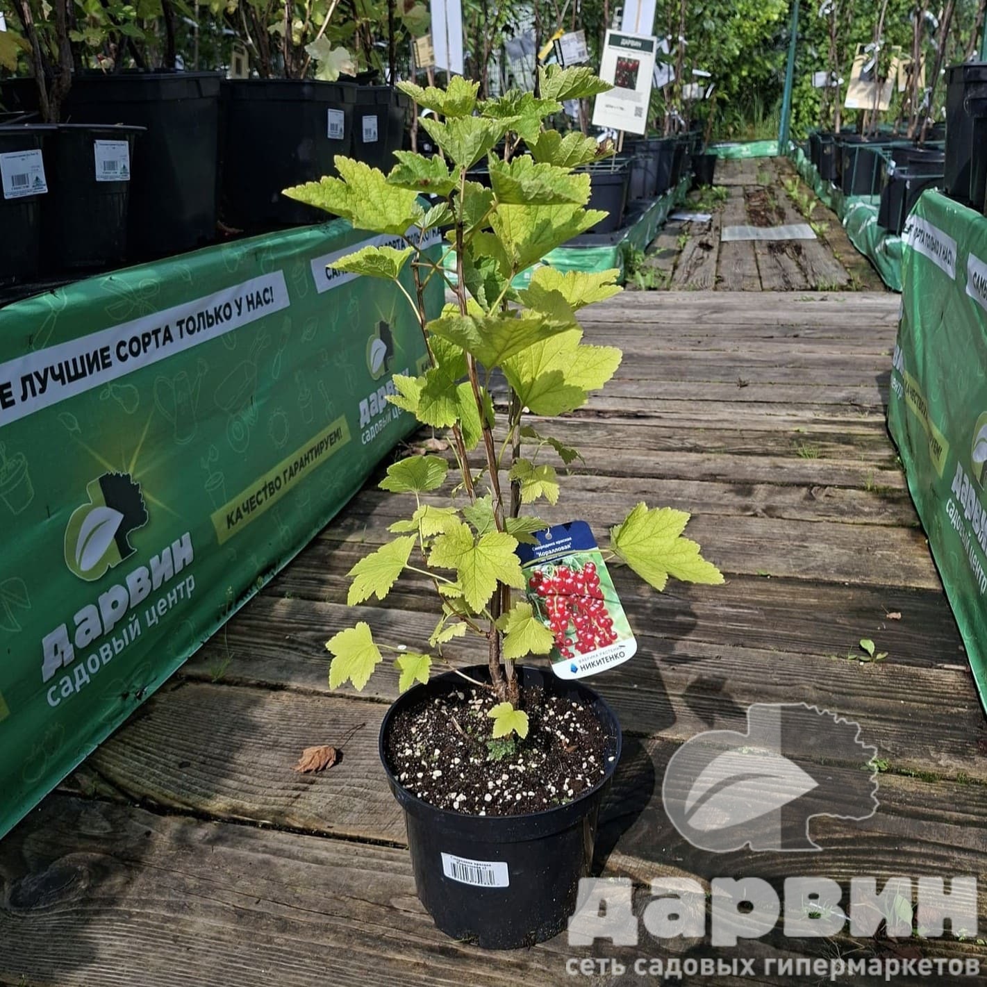 Смородина красная Коралловая с2-с3  Nik 