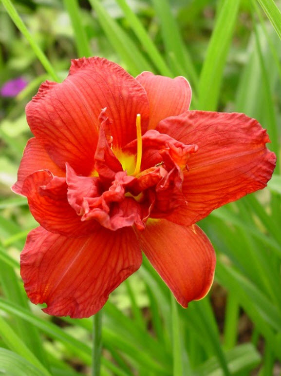 Корневище Лилейник гибридный Хайленд Лорд 1шт. Поиск 