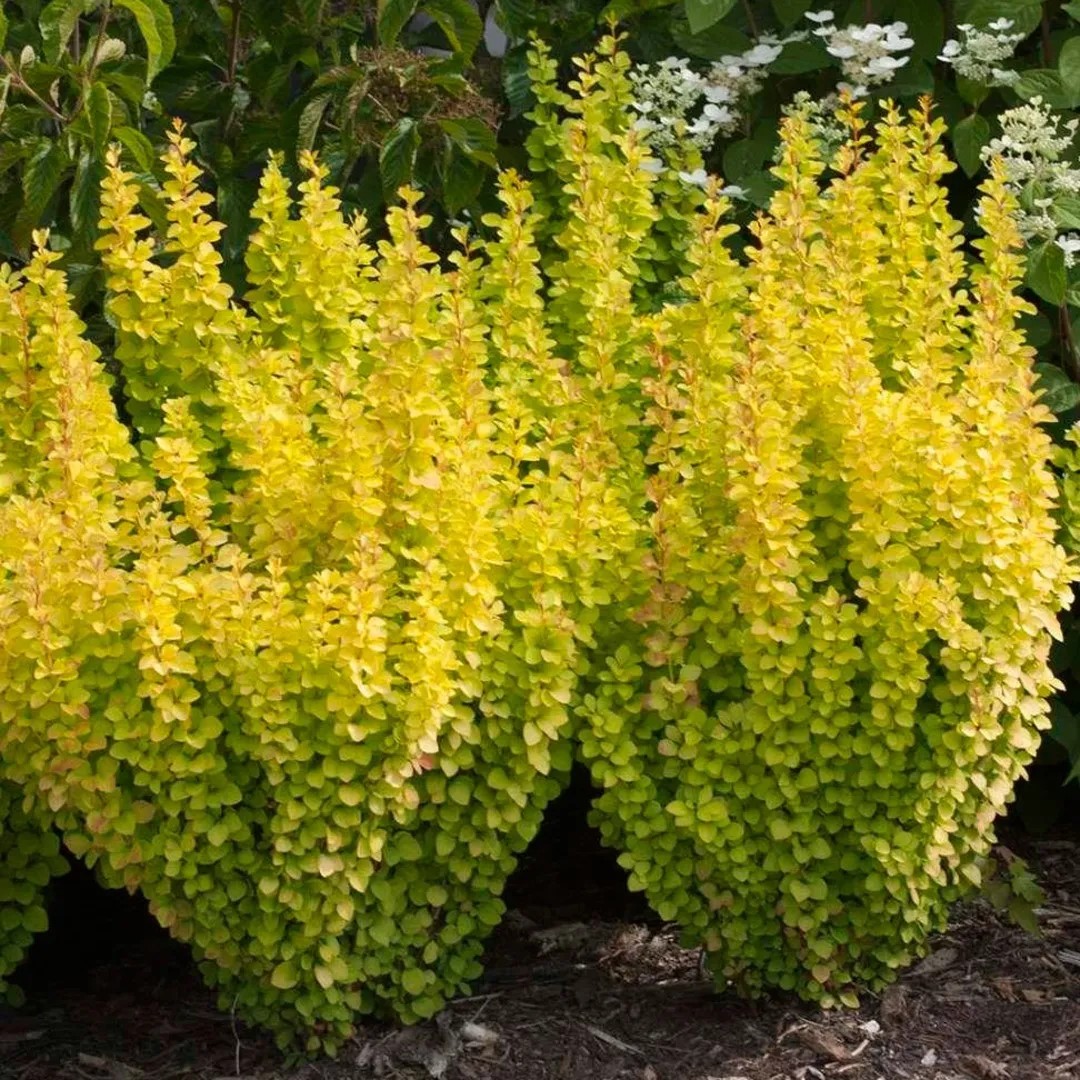 Барбарис тунберга Голден Пиллар v2 Lav 